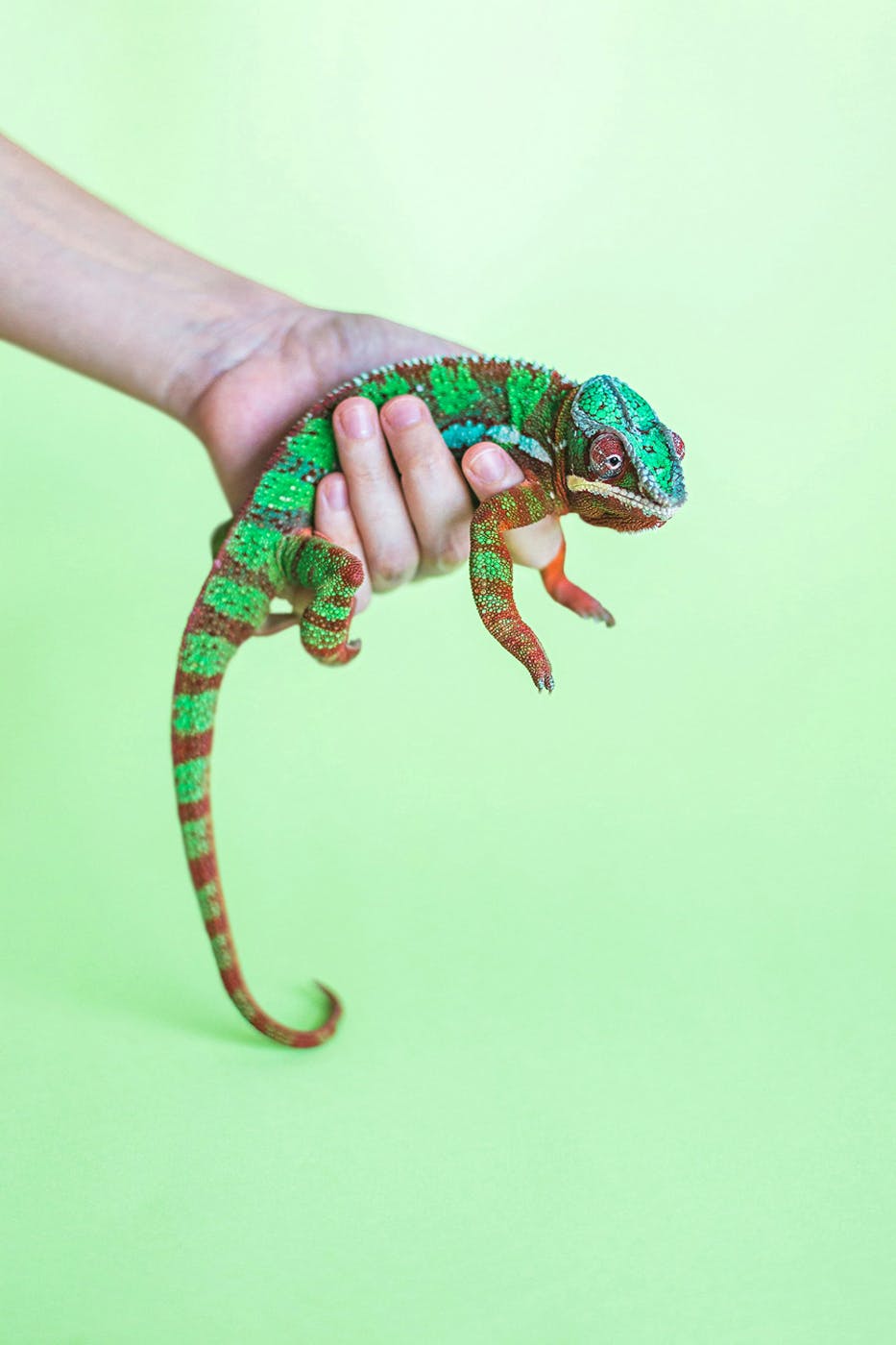 A person holding a colorful chameleon against a lime green background