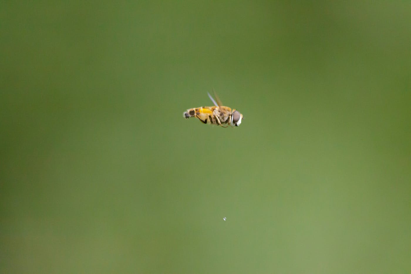 A bee in flight against a green background