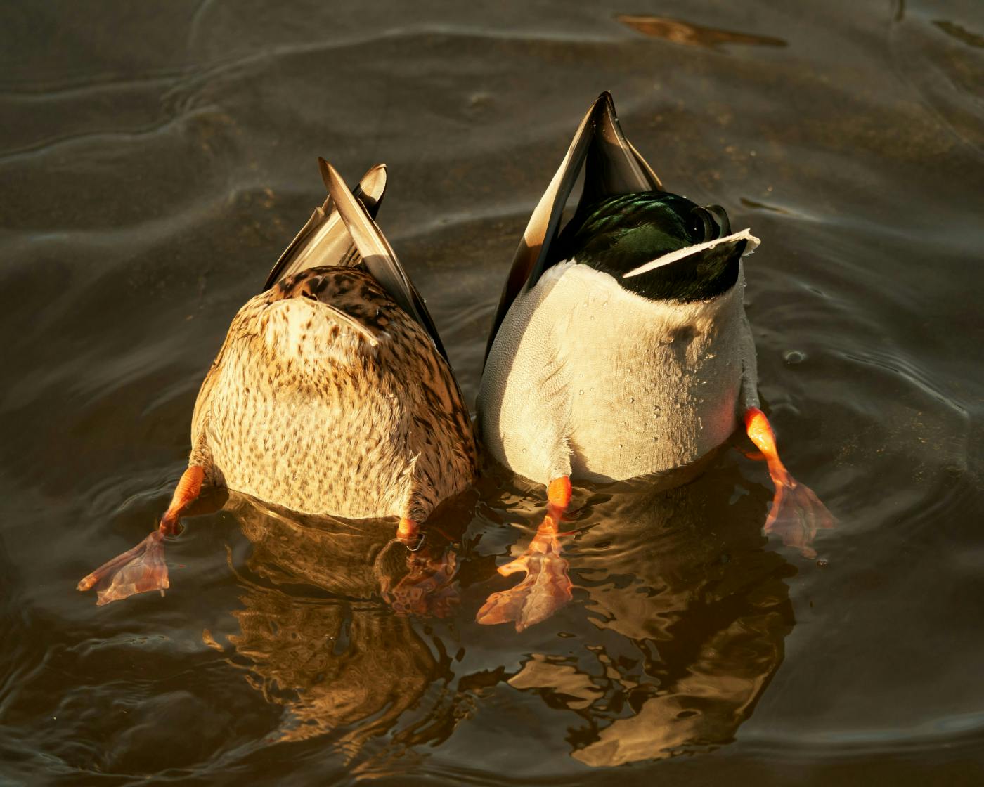 Two ducks diving for food, their butts in the air