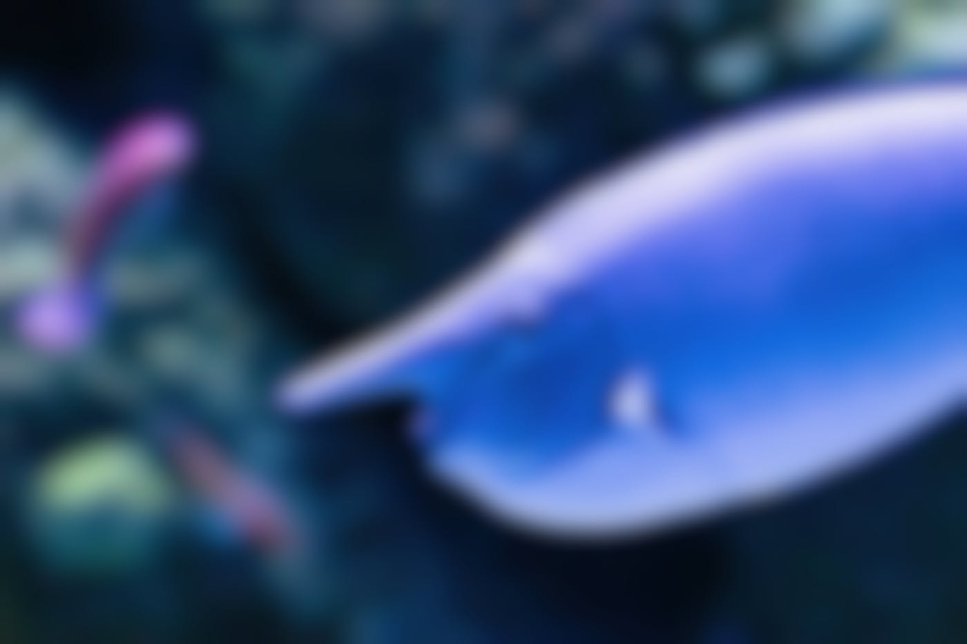 a blue  Naso annulatus fish very weird ;looking fish