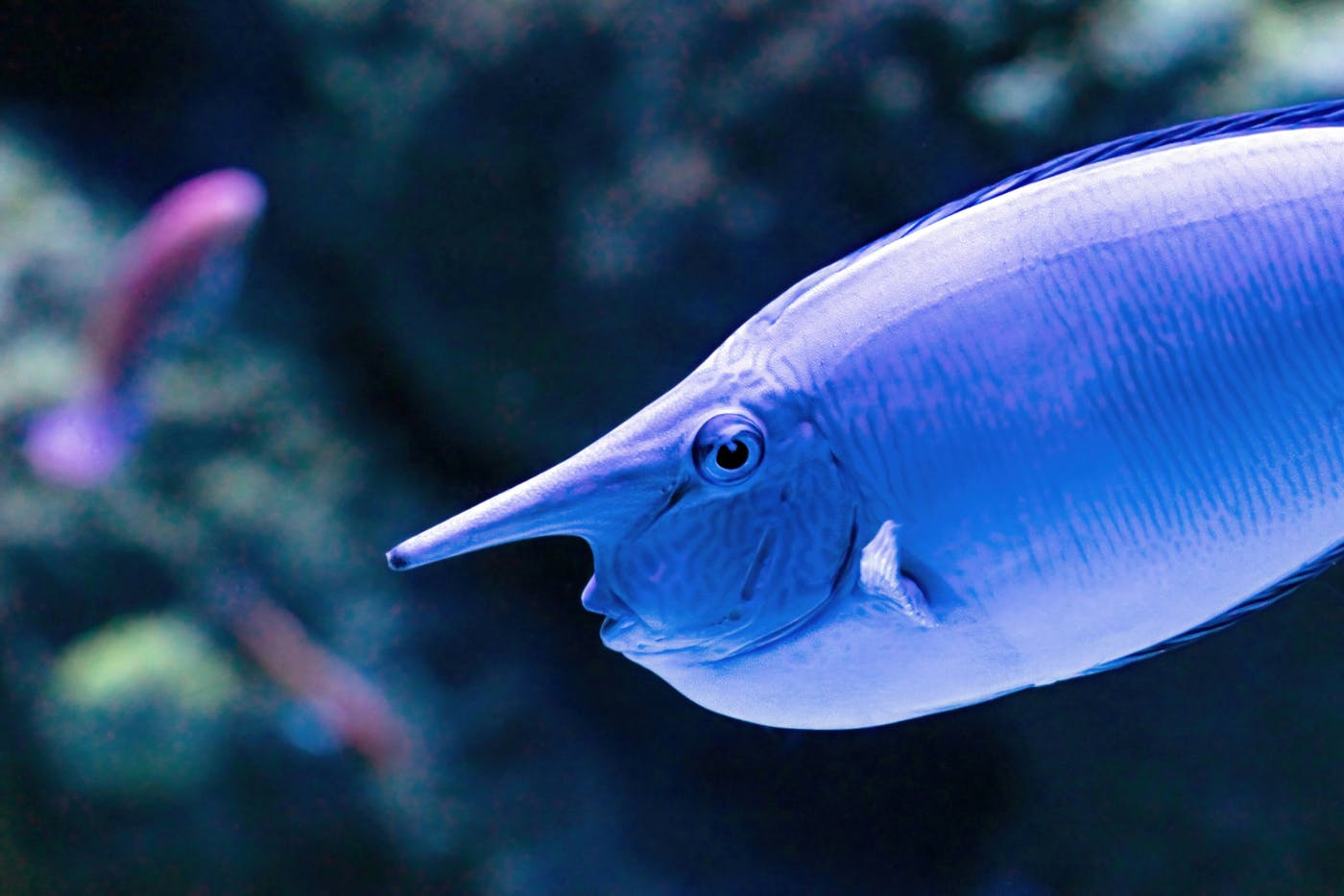 a blue Naso annulatus fish very weird ;looking fish
