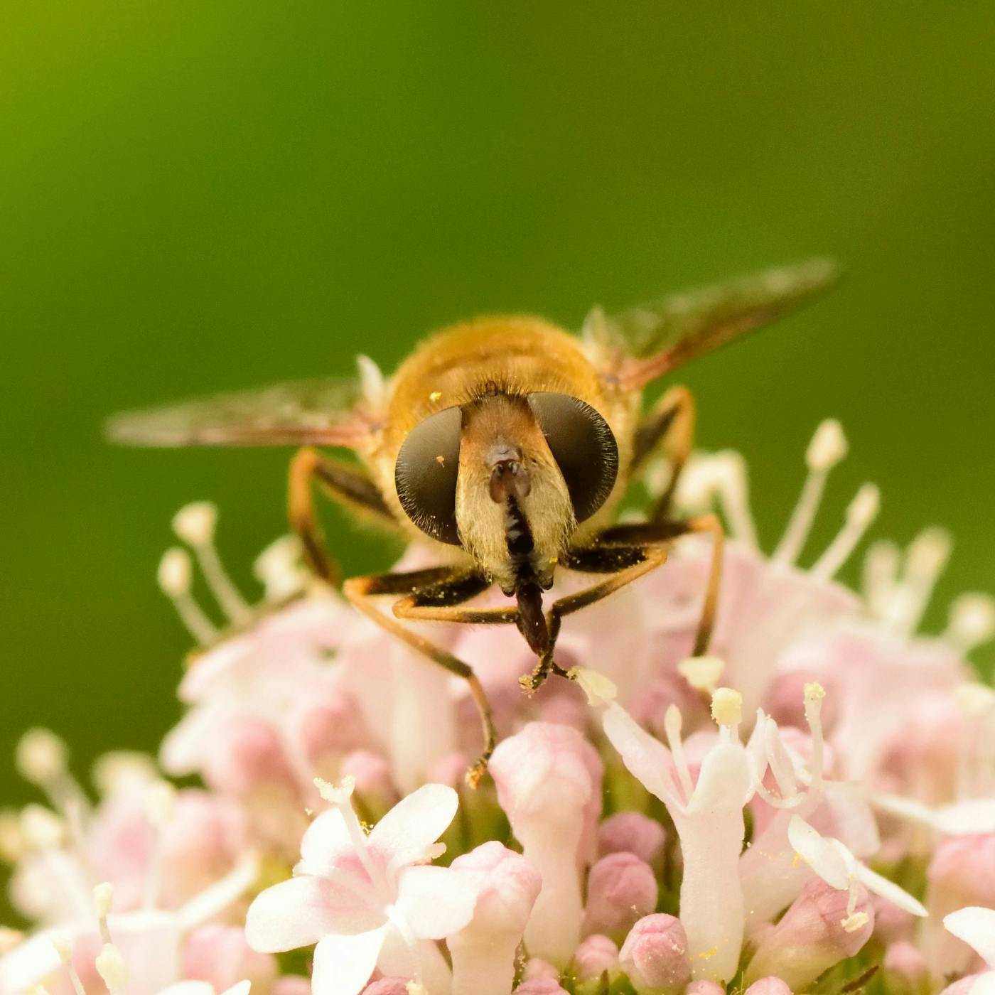 A bee on a light purple flower