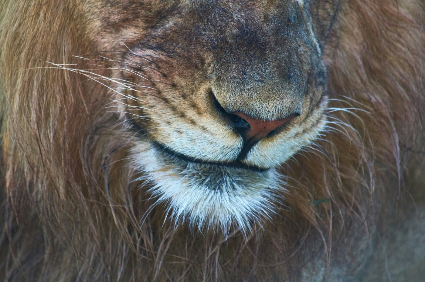 close up of a lion;s smiling face