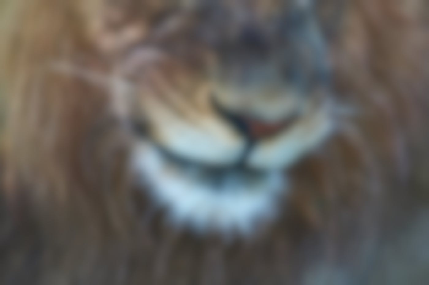 close up of a lion;s smiling face
