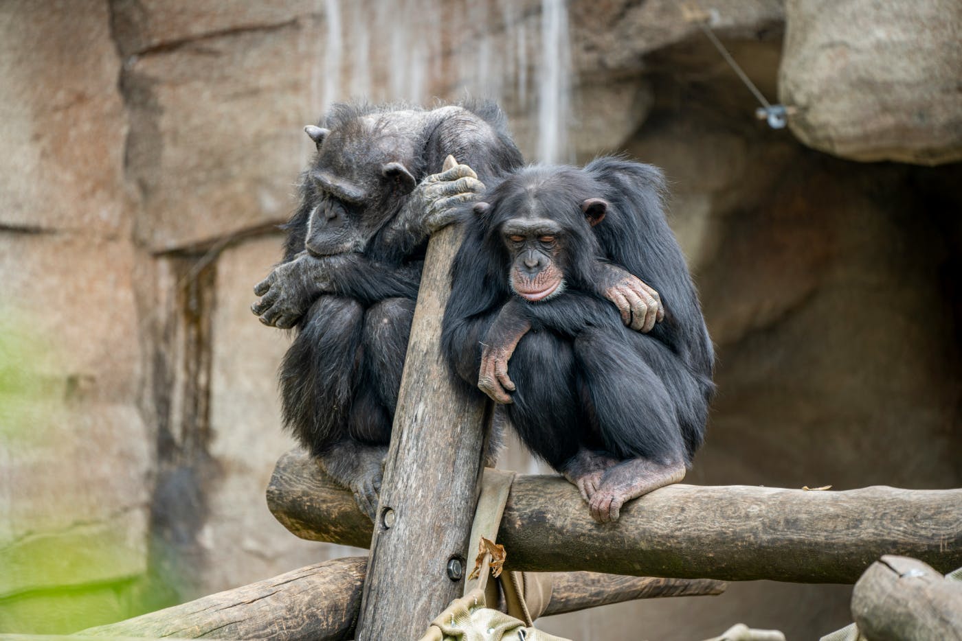 Two chimps sitting on a log in a zoo enclosure