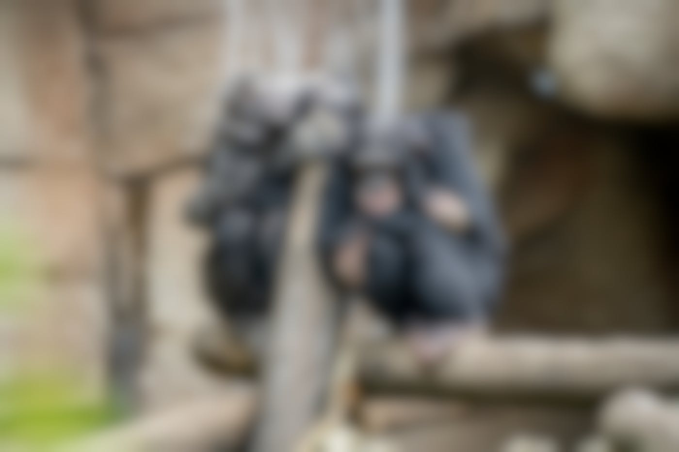 Two chimps sitting on a log in a zoo enclosure