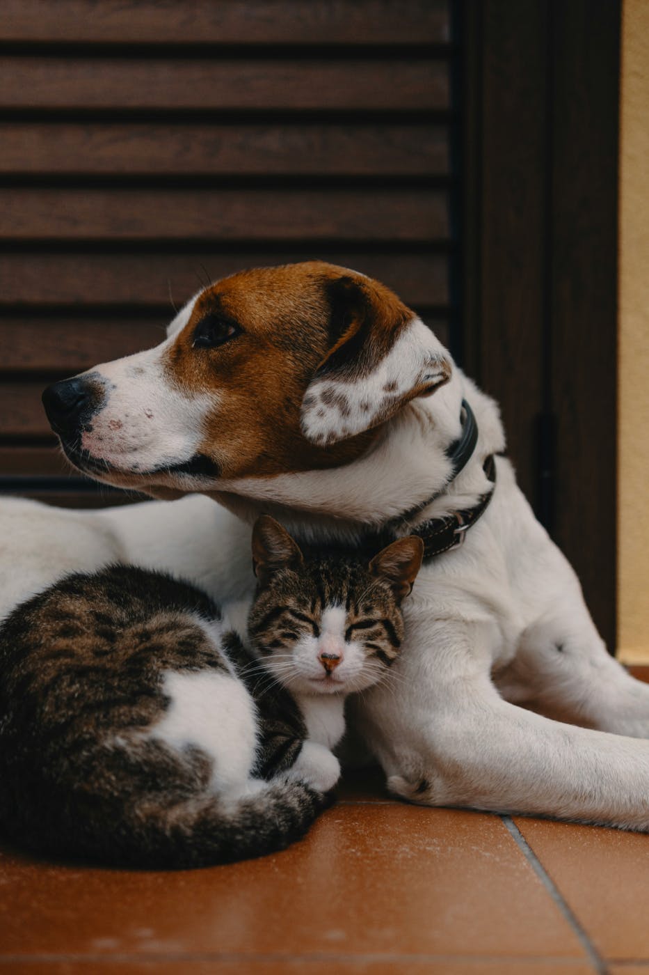 A cat snuggling against a dog and napping
