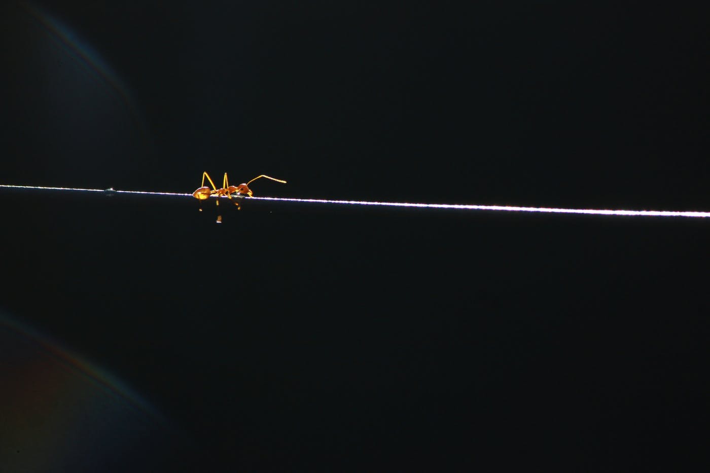 A single red ant on a power line