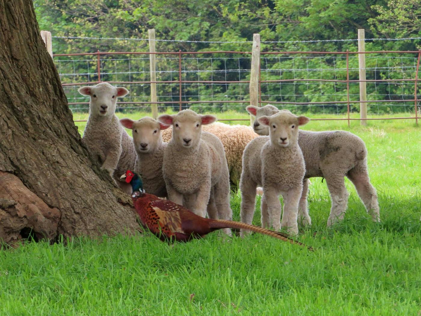 A small flock of sheep looking at a passing pheasant