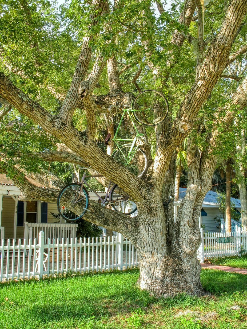 A tree with two bicycles in it