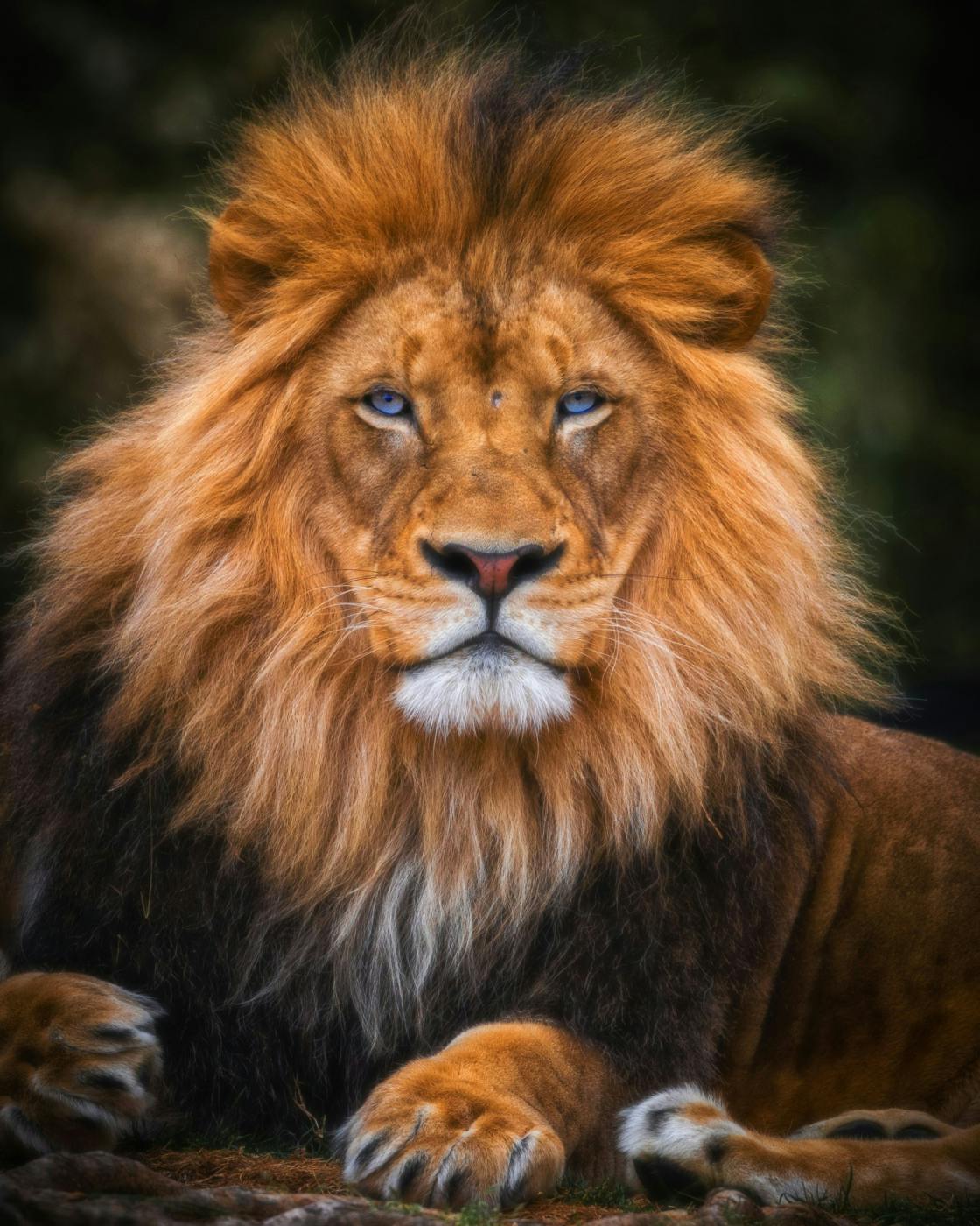 A male lion