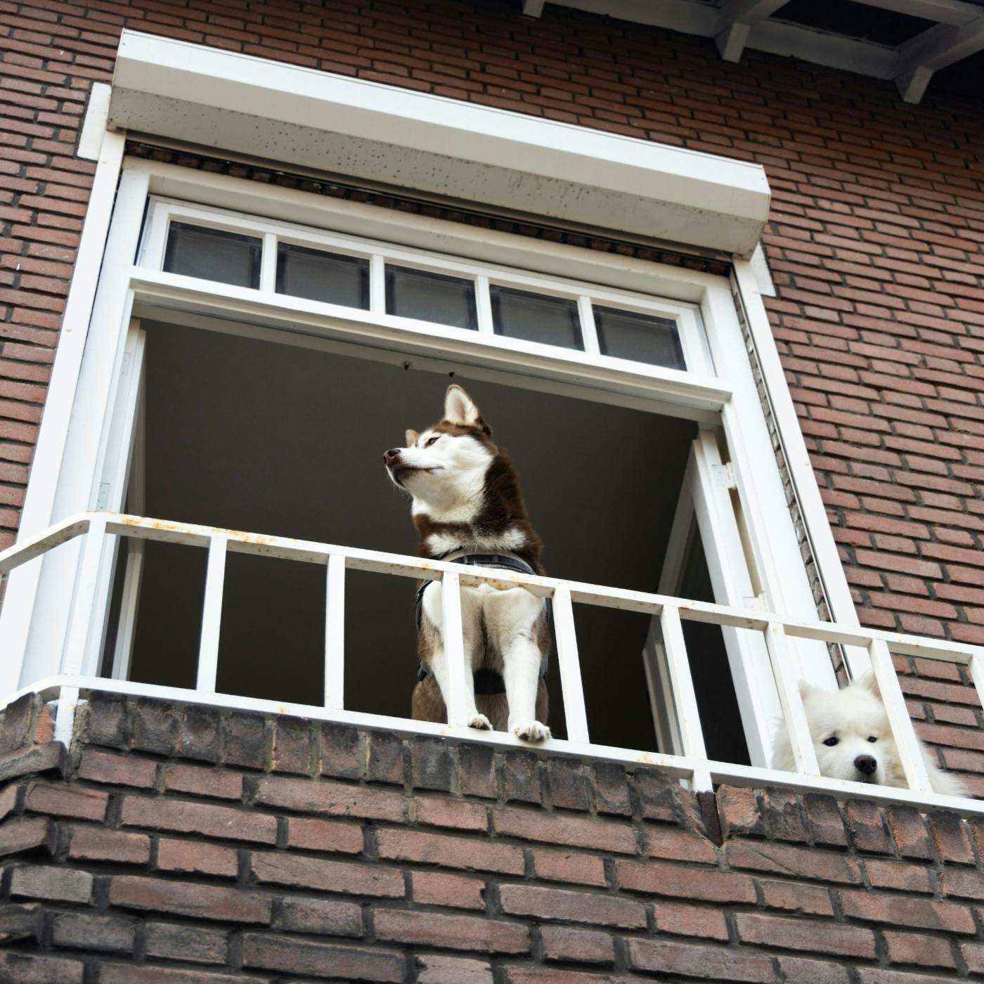 Two dogs on a balcony waiting for their owner