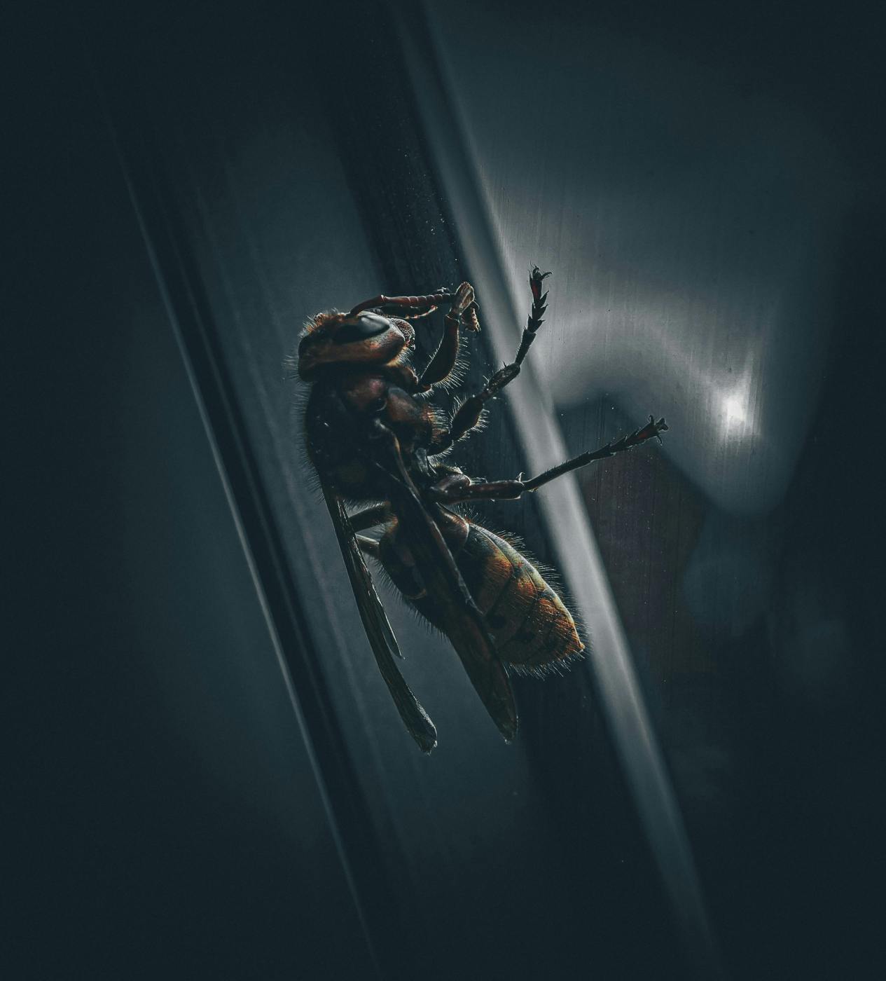 A close up of a wasp on a window in a dark room