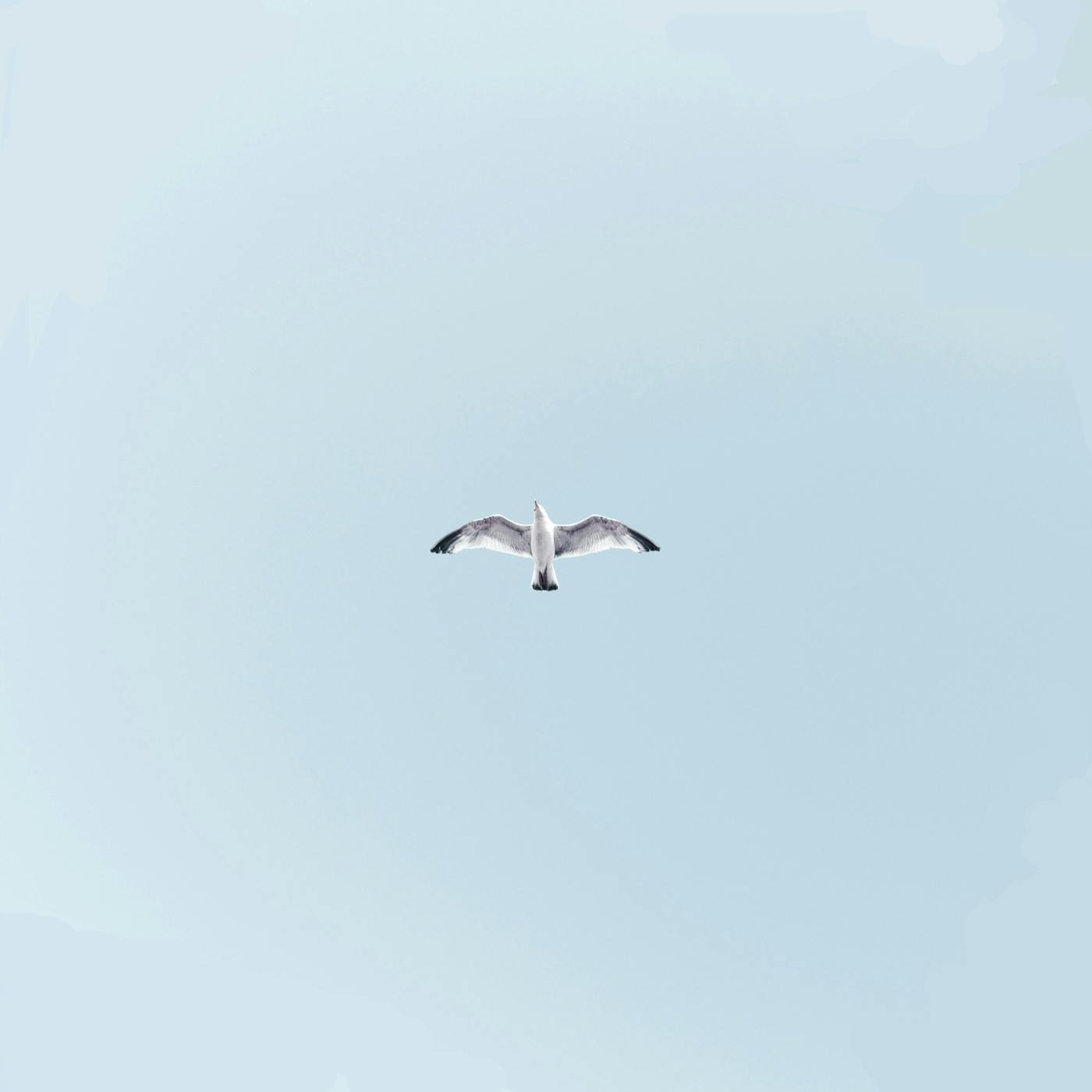 A seagull against a powder blue sky