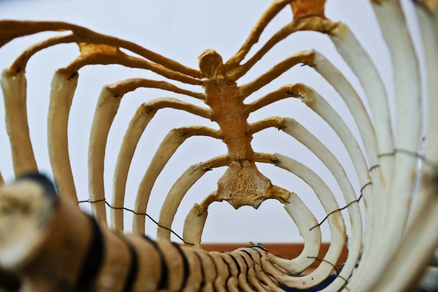 A recumbent human skeleton