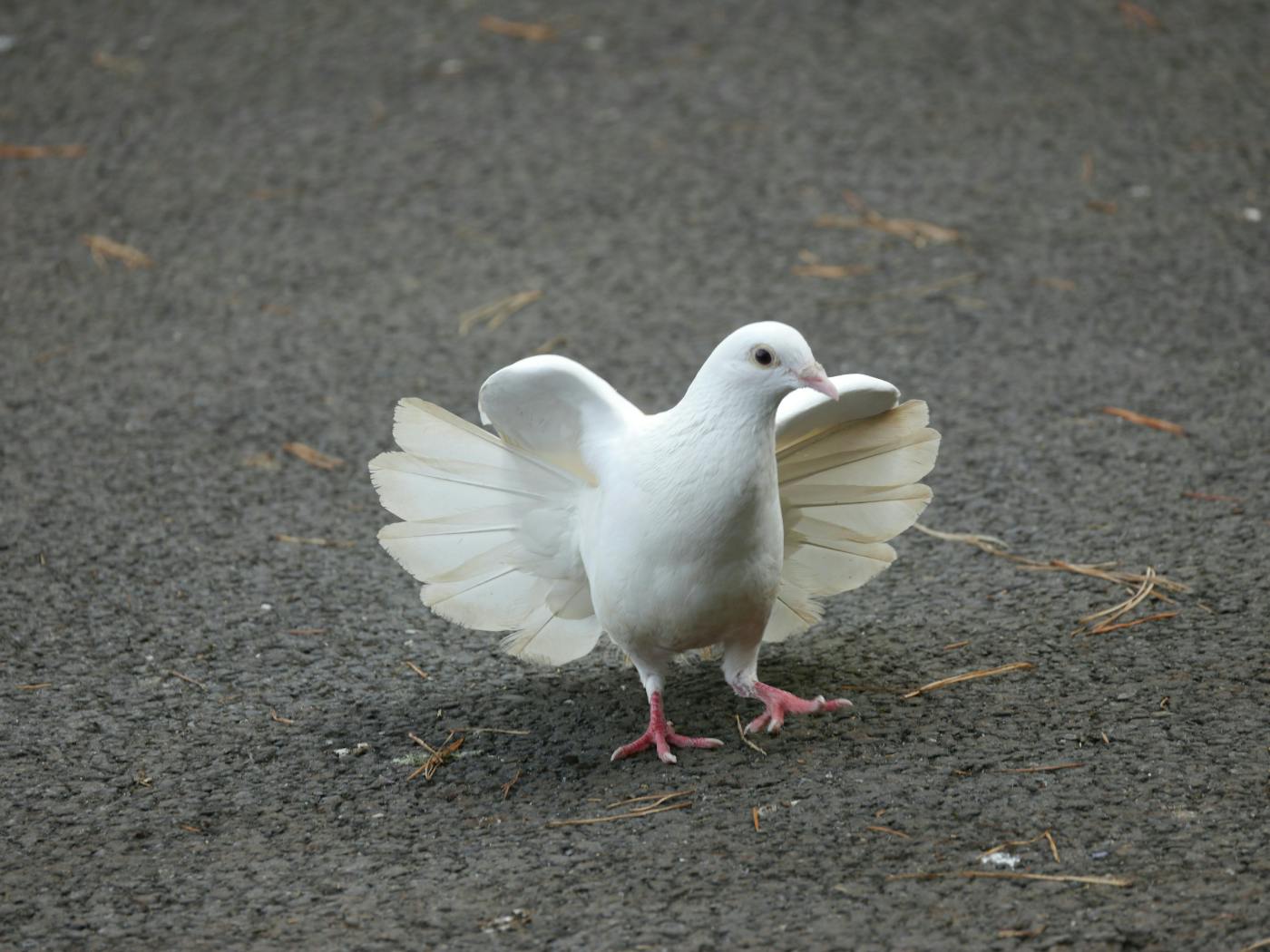 A white dove standing on the ground