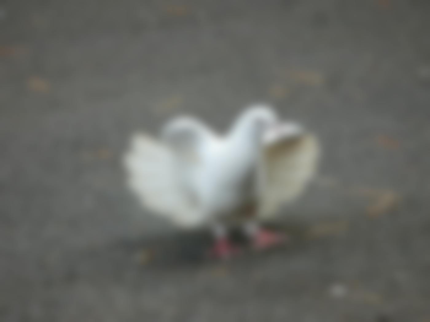 A white dove standing on the ground