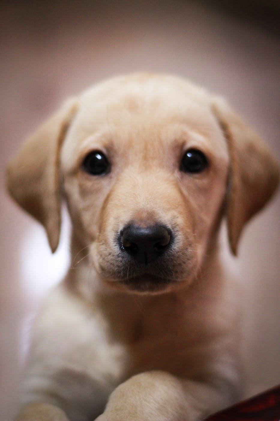 A golden puppy