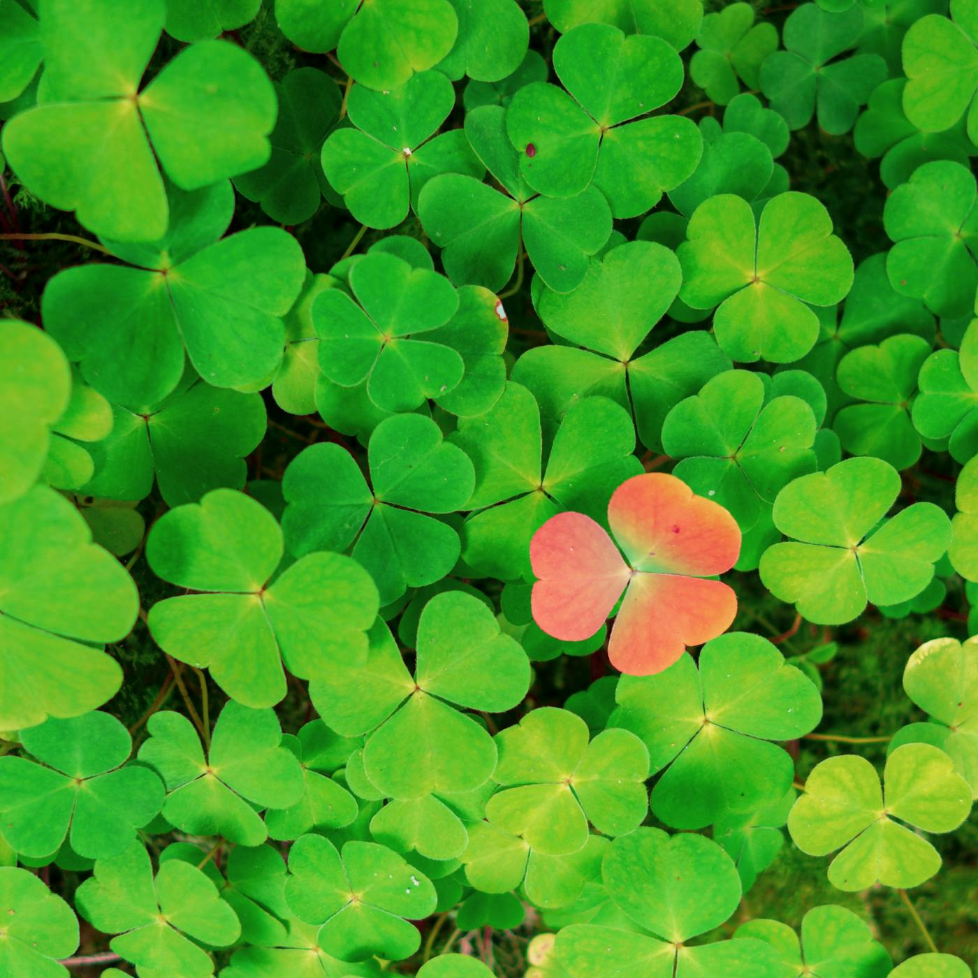 A patch of green clover with one red in the midst