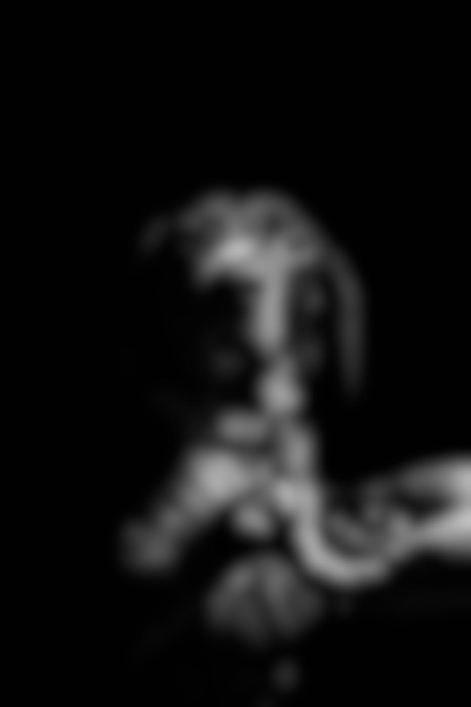 Gray scale pic of a dog shaking hands with a person