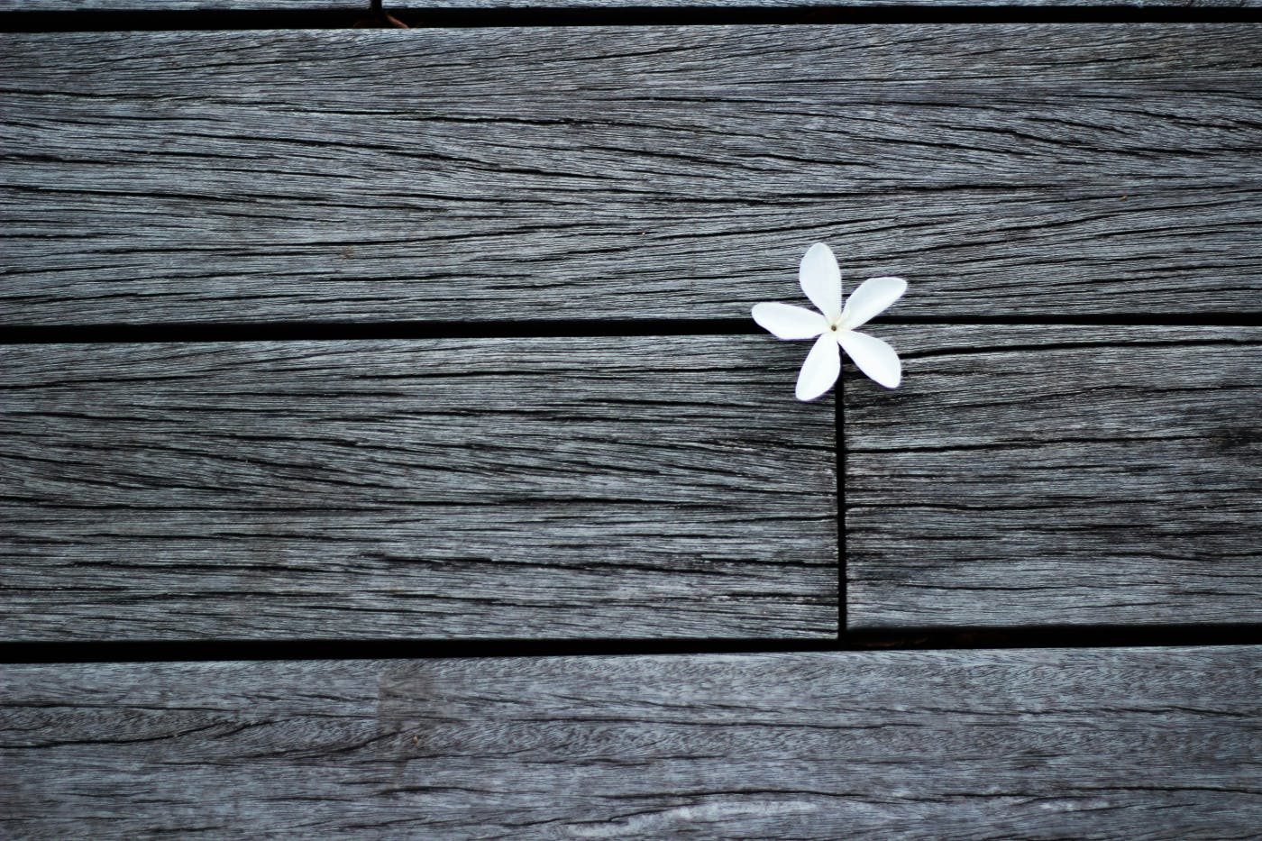 A white flower growing between wood slats