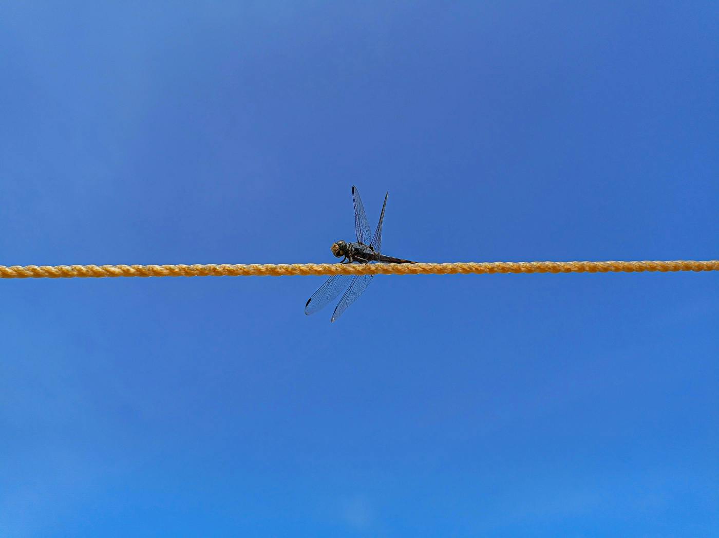 A dragonfly, sitting on a rope against a clear blue sky