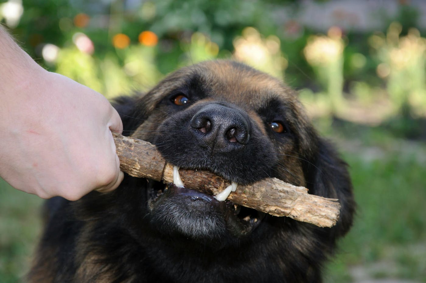 A sweet faced dog biting on a stick