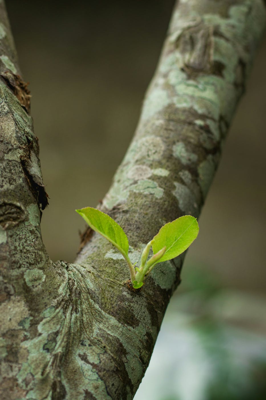 New leaves growing on a tree branch