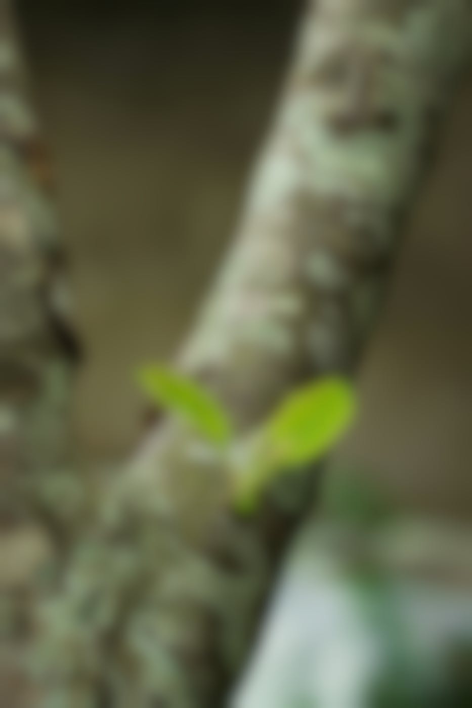 New leaves growing on a tree branch