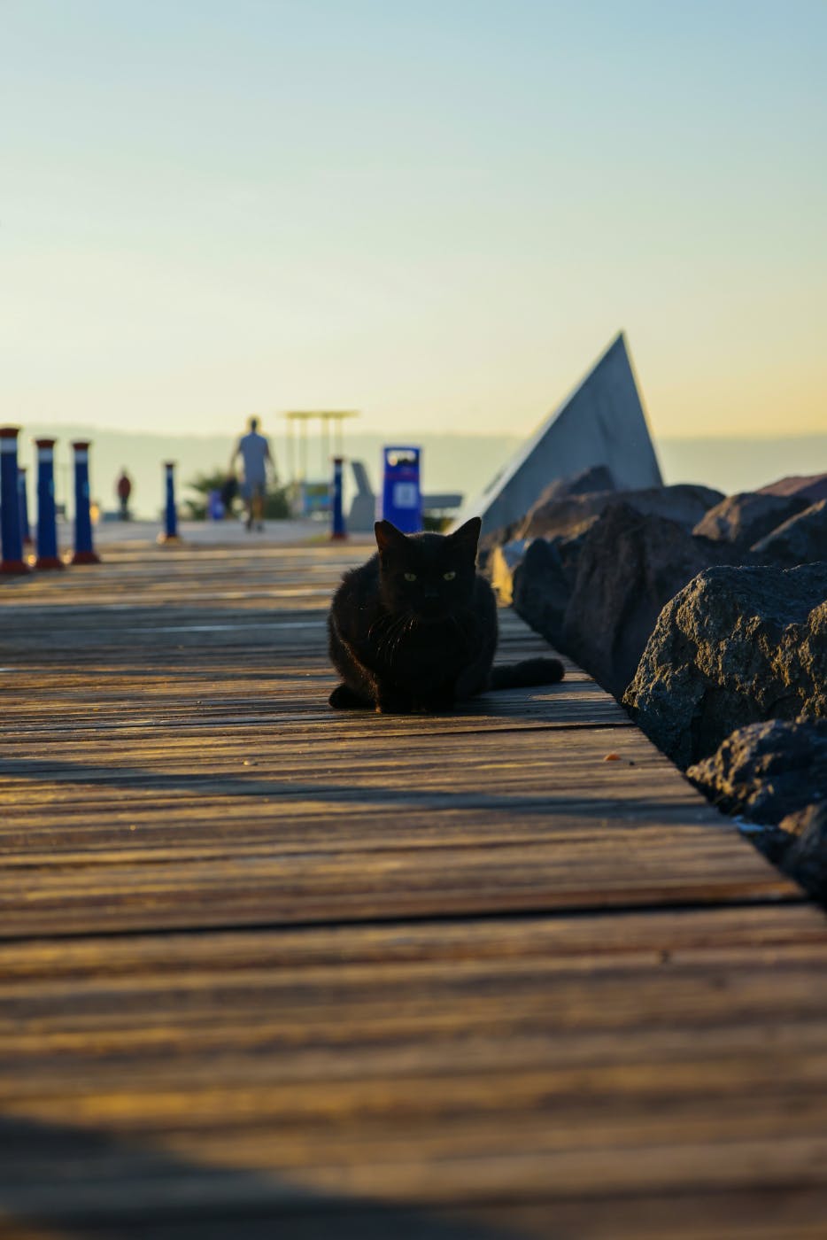 A black feral cat sitting on a wood dock