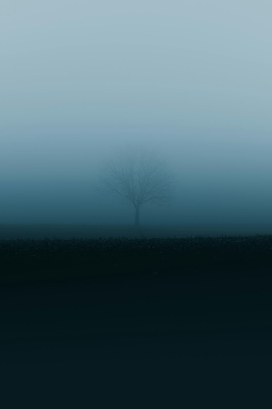 A tree barely visible in dense fog