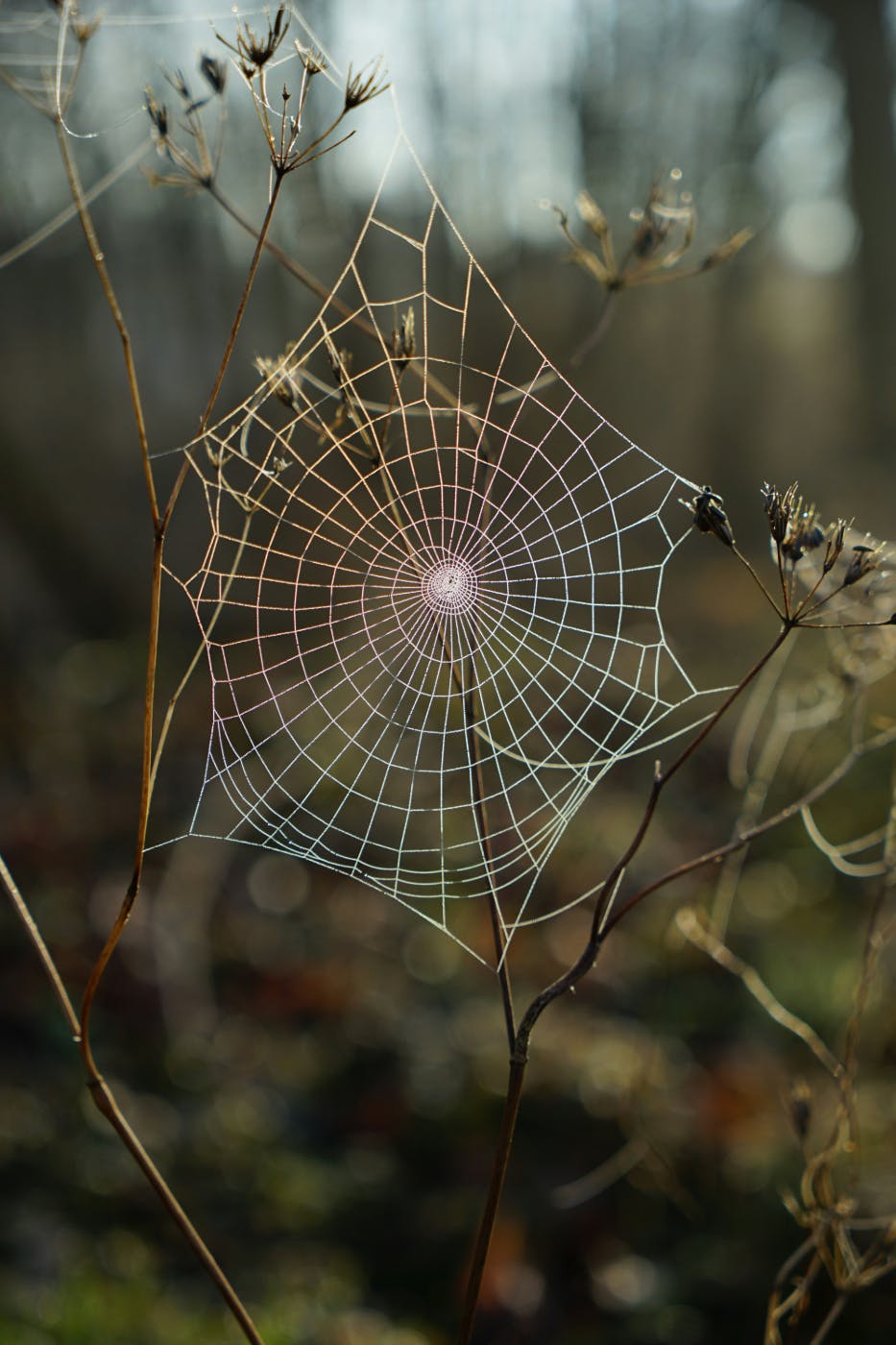 A shallow focus photo of a spider's web between branches of a plant
