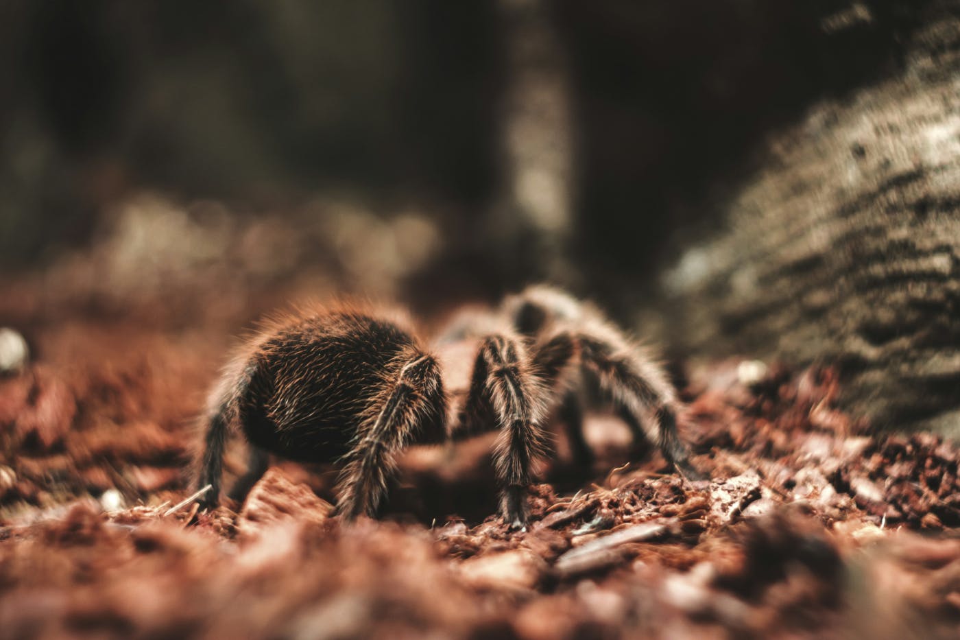 A large tarantula on the forest floor