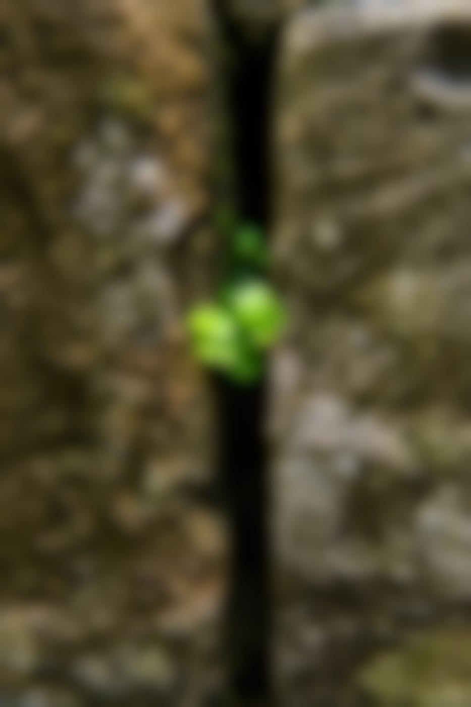 Green leaves breaking through a crack in a rock