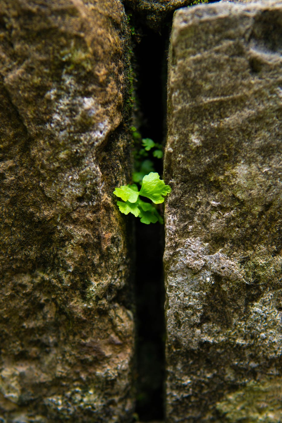 Green leaves breaking through a crack in a rock