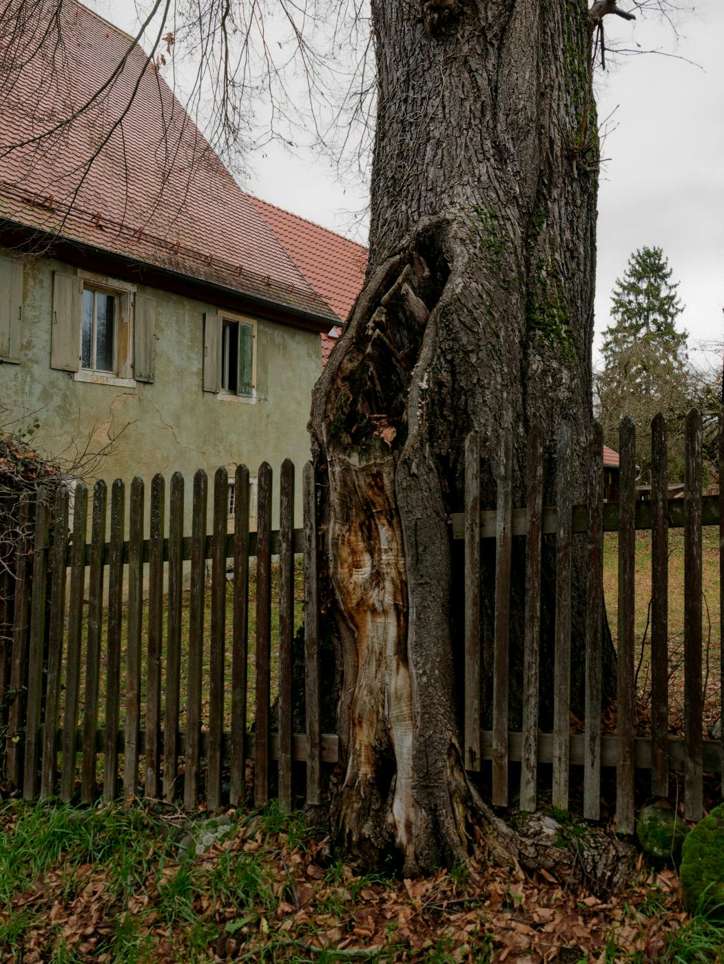 A tree that has grown around and subsumed parts of a wood picket fence