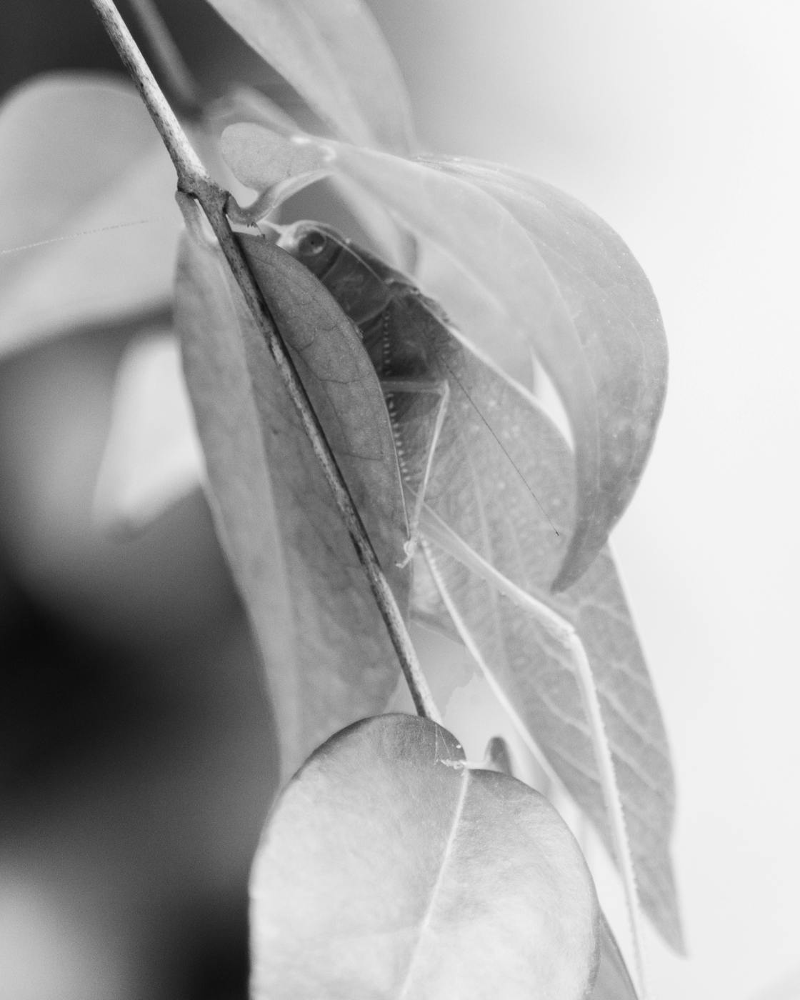 grey scale of a katydid among green leaves