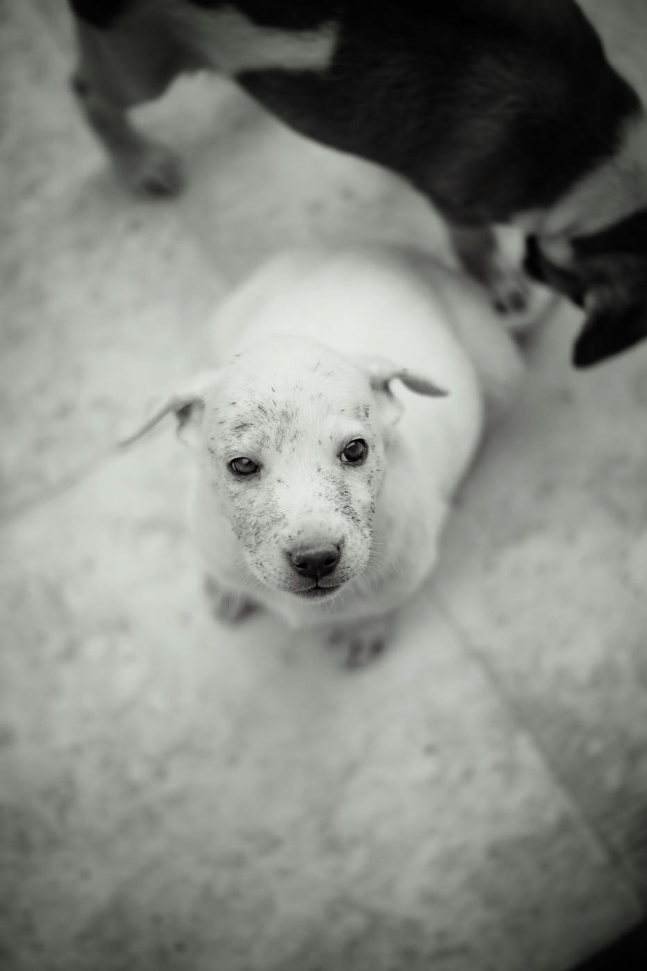 A white dog with black speckles looking up at its master