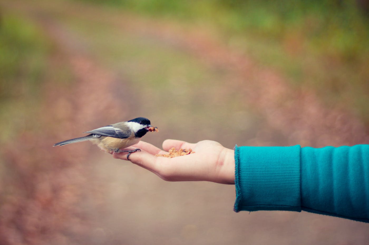 A finch eating food out of a person's open hand