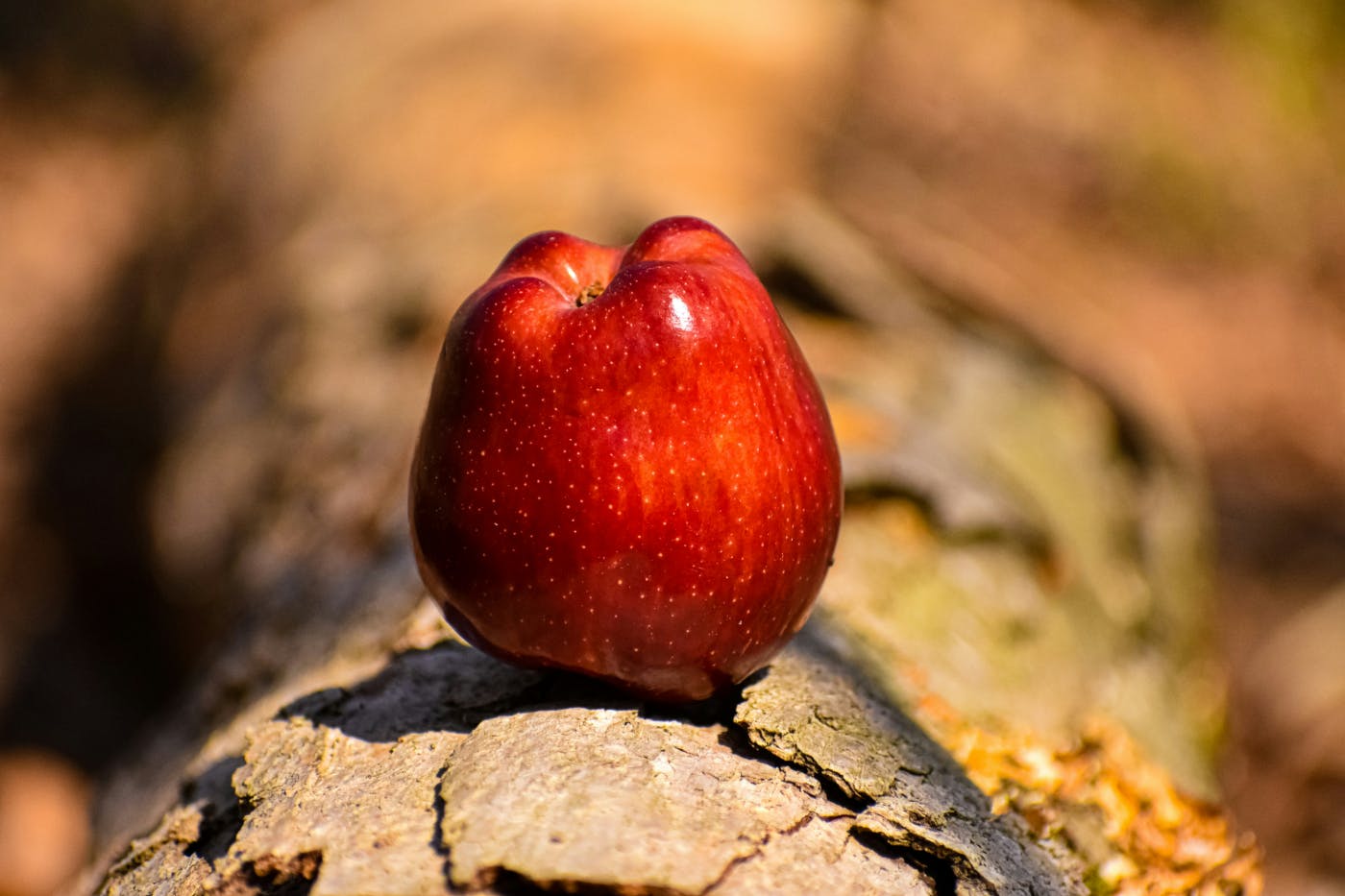 A red apple sitting upside down on the Brand of a tree