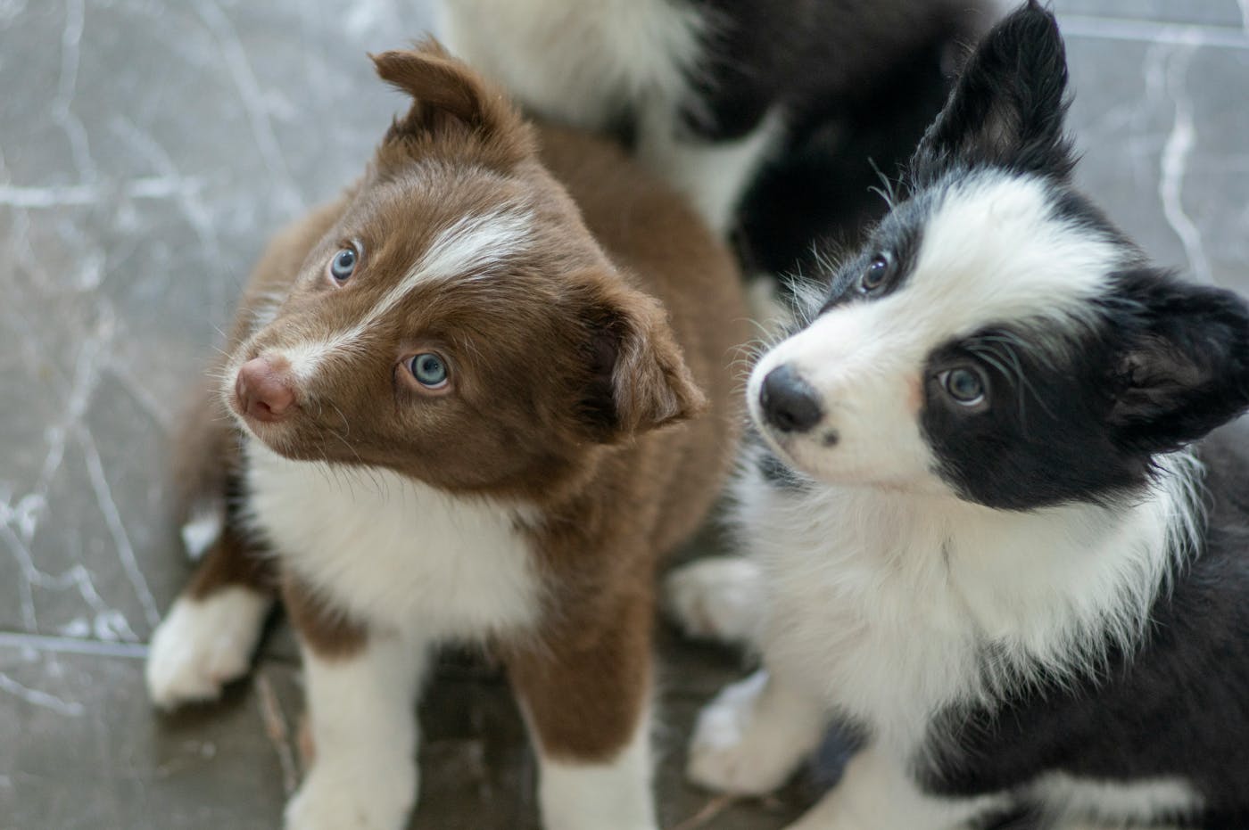 Two border collie puppies one brown and white, one black and white staring at something