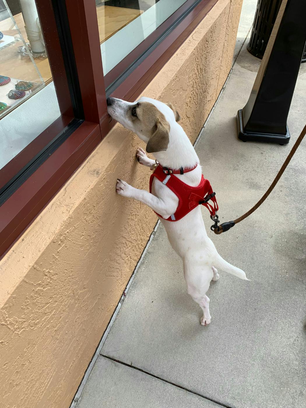 A Jack Russel dog looking in a shop window