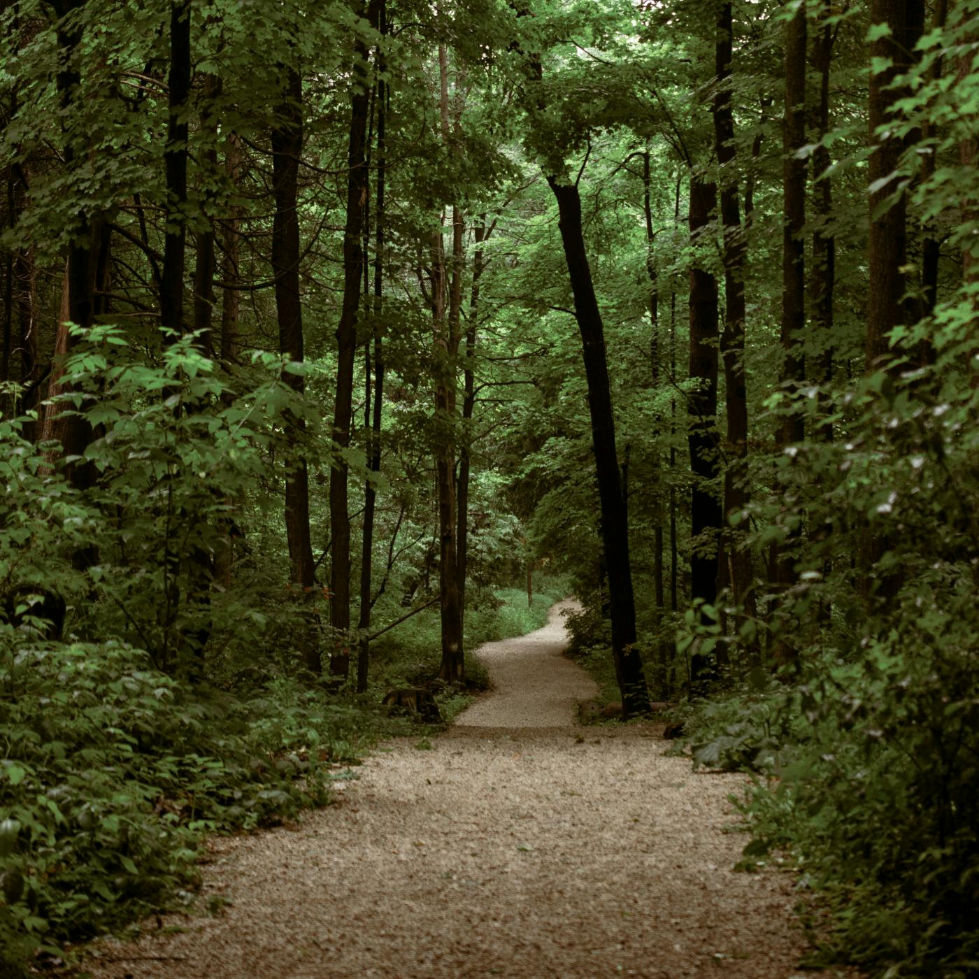 A path through the woods
