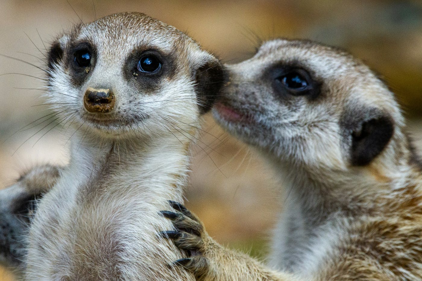 A pair of meerkats, looking like one is whispering into the other's ear