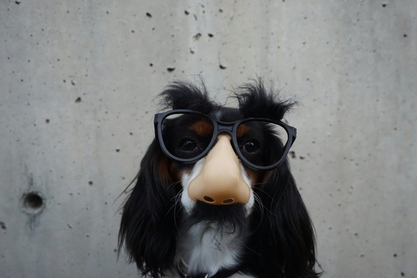 A dog wearing a Groucho nose and glasses