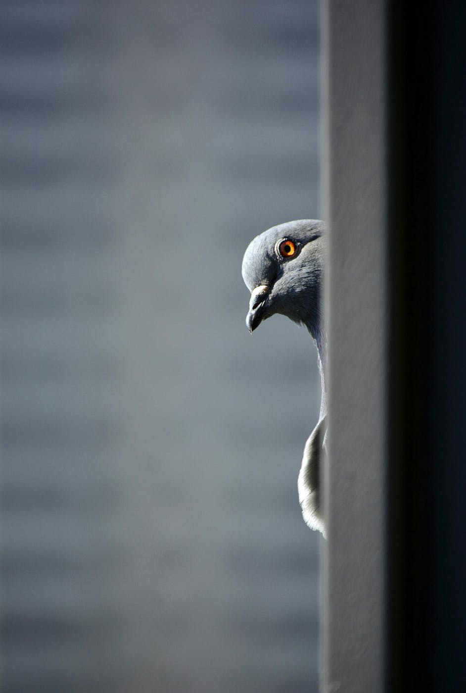 A pigeon peaking around the corner of a window