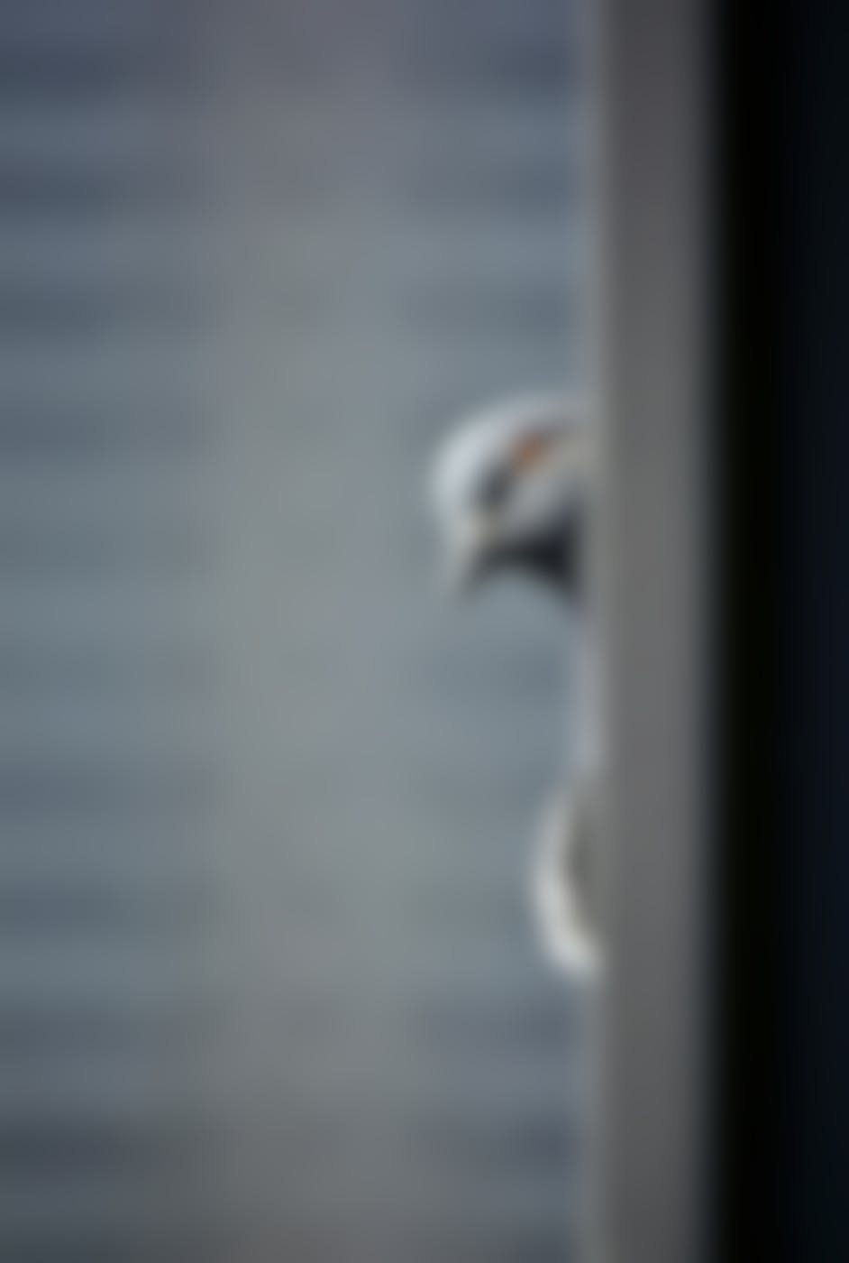 A pigeon peaking around the corner of a window