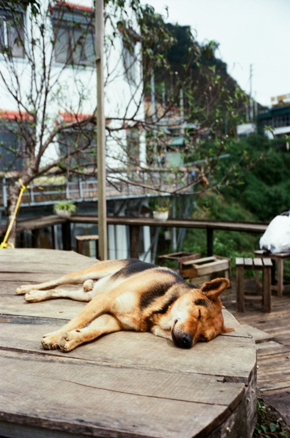 A dog asleep on a wooden platform in a city