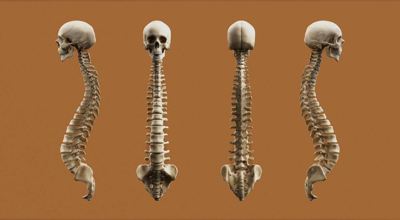 4 views of a human backbone and skull