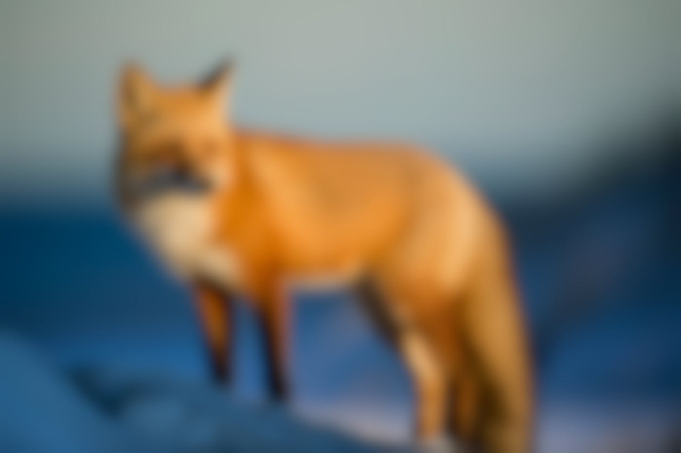 A red fox in snow